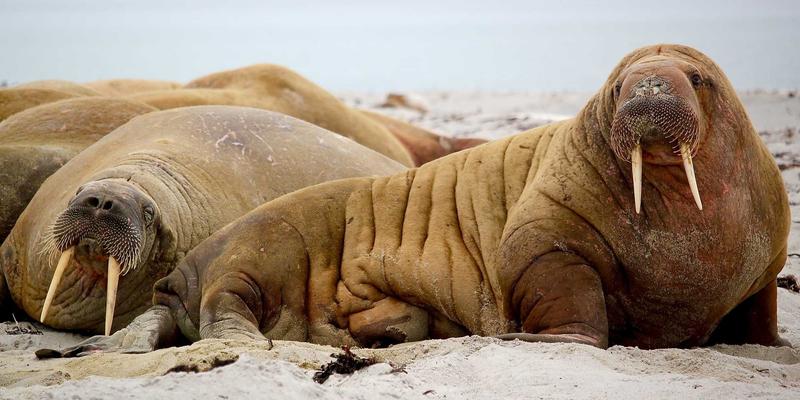 揭秘AZL网络商城：大数据算法如何打造红色主题在线购物的个性化体验